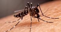 Pharmacists could administer the chikungunya vaccine in Florida
