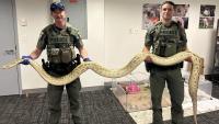 New York officers seize massive Burmese python after owner shows it off at Coney Island