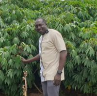 Cassava leaves, vital but ignored nutrition treasure – Scientist