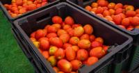 Agriculture Ministry launches Phase I of tomato production initiative