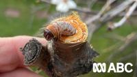Gardening talkback: What are these caterpillars boring through my trees?