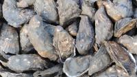 Louisiana fishers sue Venture Global, alleging terminal dredging buried traps, muddied oysters