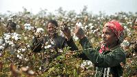 Tiruppur’s success runs on cheap cotton. India needs to ask who pays for it