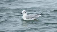 Rare birds turned up on this wild Maine boat trip across the Canadian border