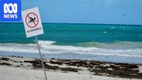 Minister issues 'unusual' catch-and-kill order for shark after fatal attack