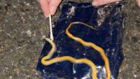 Couple finds tiny ring-necked snake stuck in painters' tape, frees it with olive oil
