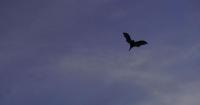 After being decimated by white-nose syndrome, the Indiana bat shows a hopeful increase