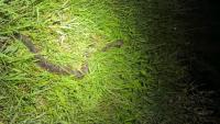 New York man ticketed after officer finds rattlesnake in bucket, another's head in freezer