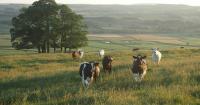 Scientists Say This Cow-Free Milk Could Use Up to 96% Less Land Than Dairy Farming