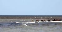 ELWIND Study to Model Currents and Water Quality at Estonian Wind Farm">