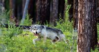 Fish and Wildlife Commission silences Montana voices