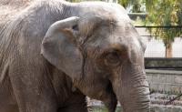 August Is for Elephants: Legal Considerations for Captive Elephants in Missouri