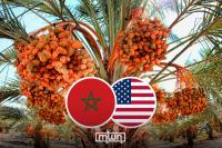 The Longest-Serving Ambassador: How Eleven Moroccan Medjool Offshoots Connected Two Deserts and Two Nations