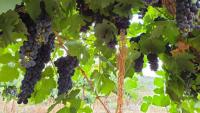 Israel’s wine industry battles falling demand
