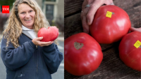 Virginia teacher got four tomato seeds from a student; nearly 50 years later, the heirloom is preserved in a national seed collection