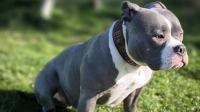 Dublin family issue desperate appeal for missing dog who travelled 9km across country undetected