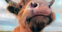 Art-loving politician makes a fast moo-ve towards safety