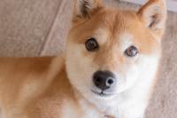 Shiba Inu's Bull Market Price Potential May Surprise You