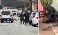 Mountain LION sparks chaos on busy San Francisco street as cops fumble bid to catch it