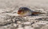 One of the world’s most venomous fish has been caught in Croatia’s Adriatic