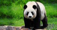 Nashville Zoo cancels illumination event; plans to 'Glow Wild' for holidays