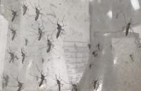 (VIDEO) Health Officials Confirm First Florida Dengue Death of 2026 After Tampa Woman Dies at 80