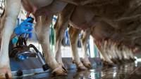 European milk price rise continues into July as butter market improves