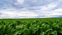 Organisations of veg growers still no match for large retailers