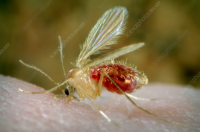 Kala-Azar outbreak leaves 14 infected in N. Darfur’s Kutum area