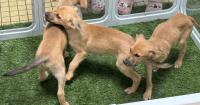 'Not enough': GAIN, other nonprofits host Petpalooza to encourage pet adoption, spotlight stray animal problem