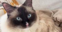 Shy rescue cat Theo needs a quiet, child-free home and patient adopter