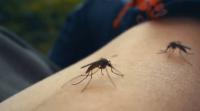 Health department says there are now 134 dengue fever cases in Hillsborough County; 1 death confirmed