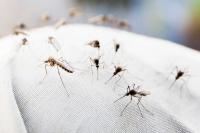 Florida Woman, 80, Dies of Dengue Fever as Cases Surge in the State for First Time in 15 Years