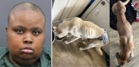 Dogs Made Remarkable Recovery, Central Florida Woman Arrested
