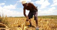 Africa’s Green Revolution threatens traditional foods