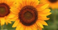 Fosters Farmacy will host second annual Sunflower Festival
