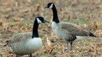 Wildlife adapts to human activity in new ways | ECOVIEWS