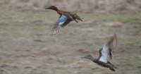 Outdoors: Hunting season for waterfowl is fast approaching
