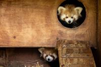 Birth of 2 endangered Red Panda cubs at Fota celebrated – now time to name them