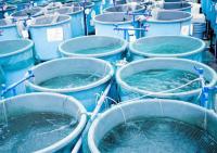 From Hatchery to Hinterland: Securing Asia’s Blue-Food Corridors
