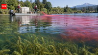 In 1991, scientists used triclopyr and red dye to control invasive milfoil in Washington’s river, cutting it by 99% and helping native plants recover