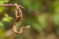 PAHO strengthens countries’ capacities in the Americas to prevent and respond to snakebite envenoming