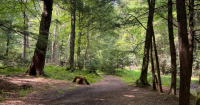 Discover hiking trails for every skill level at Cook Forest State Park