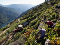 Last: Galicia offers tempting wines from the region known as 'Green Spain'