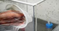 Italy sees mosquitos spread the West Nile virus further and longer as Europe warms