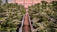 Missouri cannabis recall issued after testing finds mold in pre-rolls