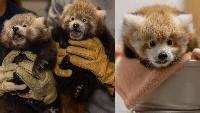 Why International Red Panda Day is a big deal at the National Zoo this year