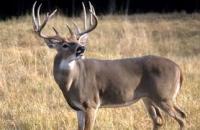 ILLINOIS MOVES FORWARD WITH NEW NUISANCE DEER RULES FOR LANDOWNERS