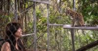 Scientists have discovered a new species of wild cat for the first time in 100 years