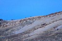 UW research values Wyoming’s elk, mule deer and pronghorn at a stunning $6B
